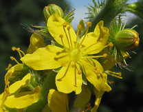 22m.- Agrimony