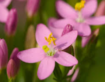 23m.- Centaury