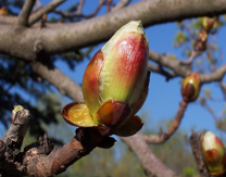 18m.- Chestnut Bud