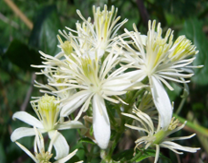 12m.- Clematis