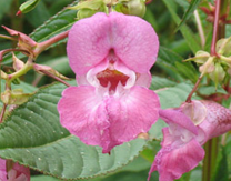 20m.- Impatiens