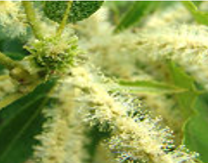 29m.- Sweet Chestnut