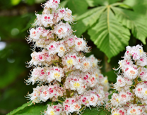 16m.- White Chestnut