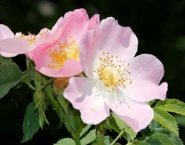 14m.- Wild Rose